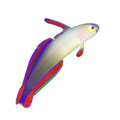 Purple Firefish