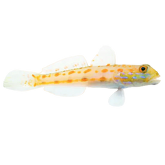 Collection image for: Aquarium 4