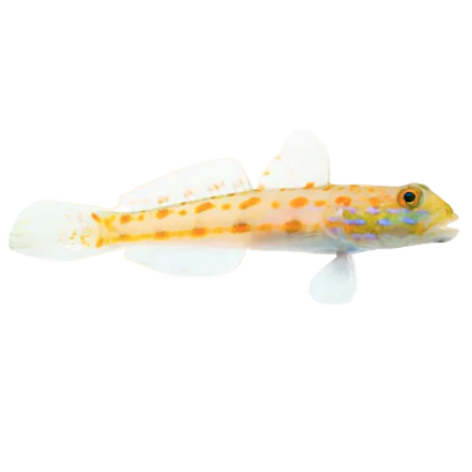 Orange Spot Sleeper Goby