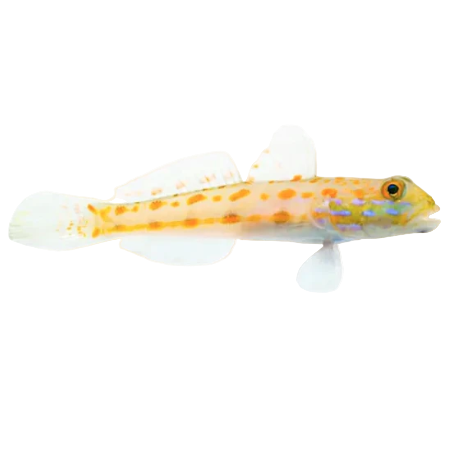 Orange Spot Sleeper Goby