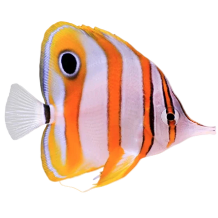 Copperband Butterfly