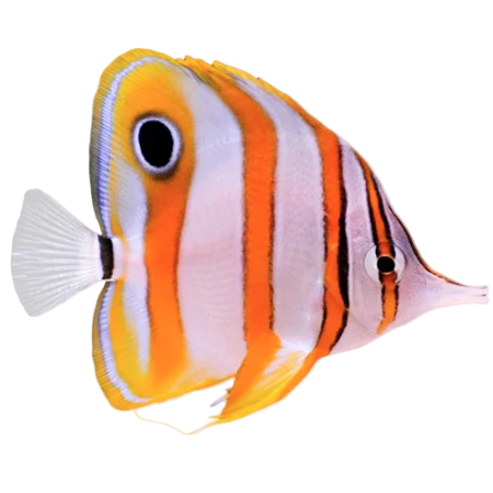 Copperband Butterfly