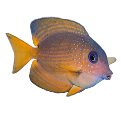 Collection image for: 50-100 Gallons