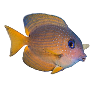 Kole Blue Eye Tang
