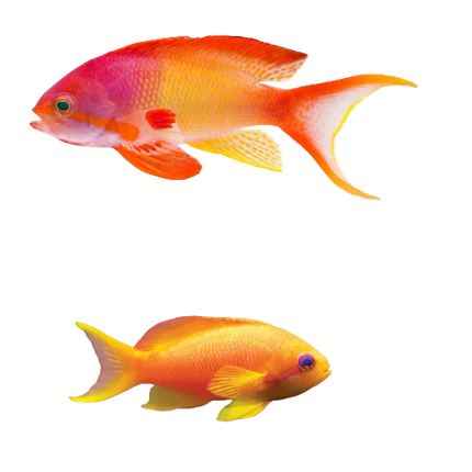 Lyretail Anthias