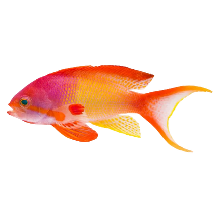 Lyretail Anthias