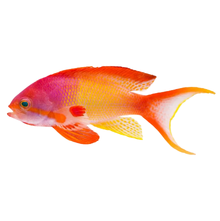 Lyretail Anthias
