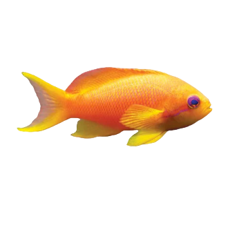 Lyretail Anthias