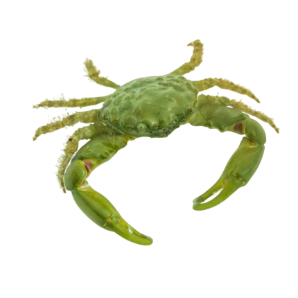 Crabe Émeraude