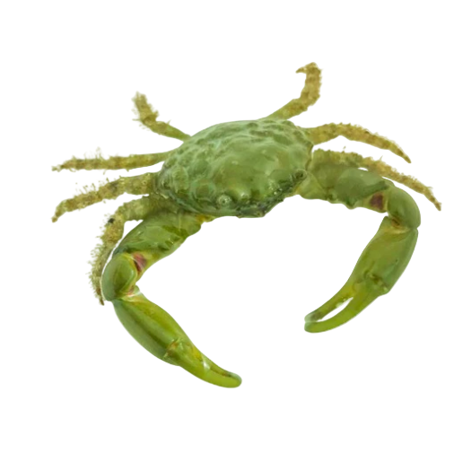 Crabe Émeraude
