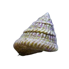 Astrea Snail