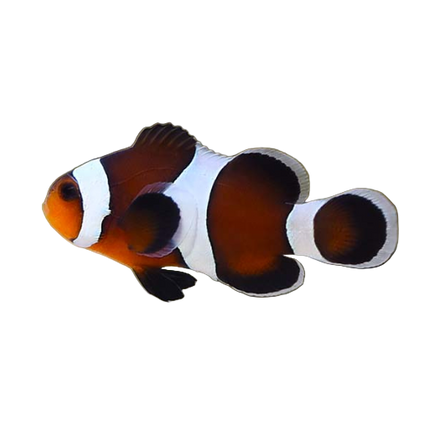 Mocha Clownfish (CB)