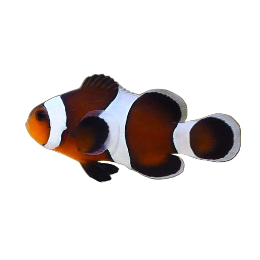 Mocha Clownfish (CB)