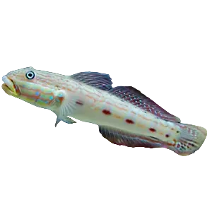 Sleeper Striped Goby