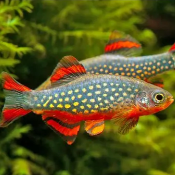 Rasbora Galaxy