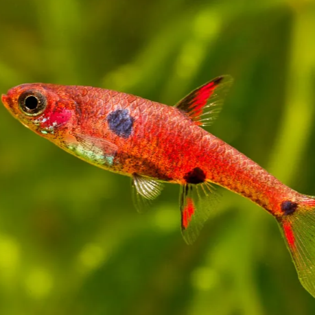 Rasbora Strawberry