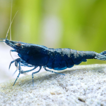 Blue Sapphire - Crevette Neocaridina Davidi