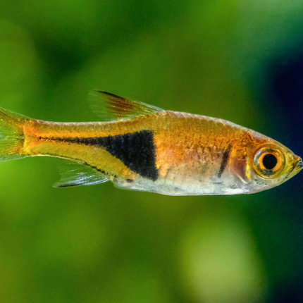 Rasbora Arlequin