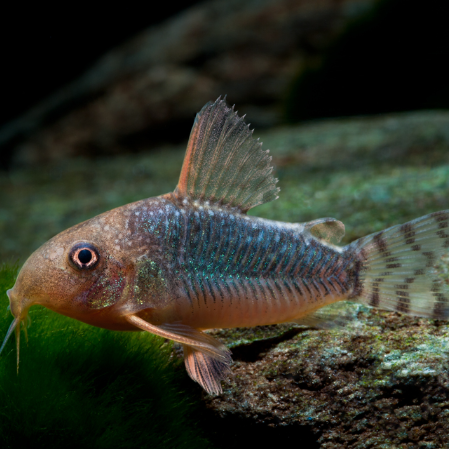 Corydora Assorti