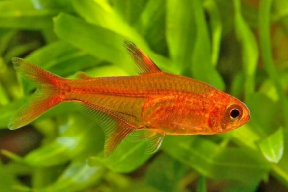Tetra Amande