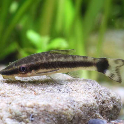 Otocinclus