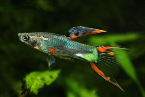 Guppy Endler Laser Vert