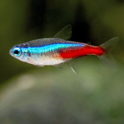 Tetra Néon