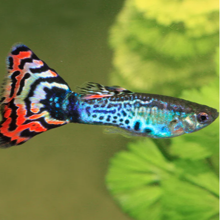 Guppy Mâle Assortis