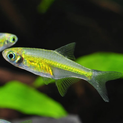 Rasbora Neon Green