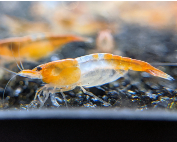 Crevette Orange Rili