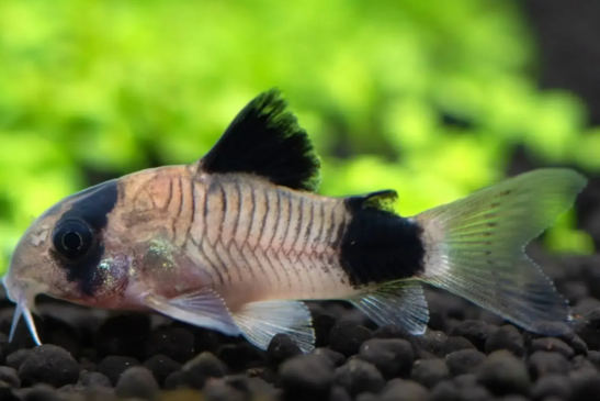 Corydoras panda