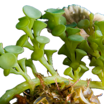 Suction Cup Caulerpa