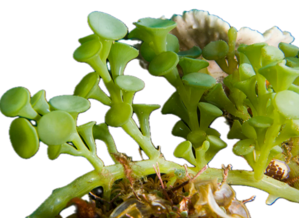 Suction Cup Caulerpa