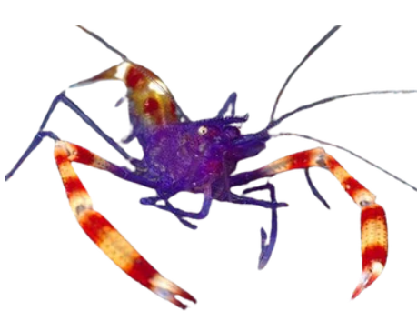 Purple Coral Banded Shrimp