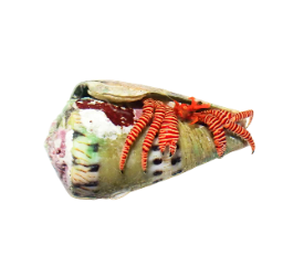 Halloween Hermit Crabs M