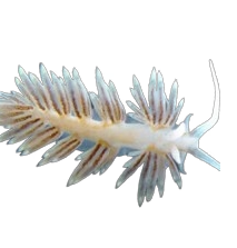 Nudibranches mangeurs d’Aiptasia