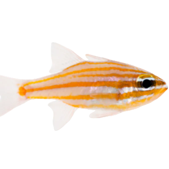 Yellowstriped Cardinalfish
