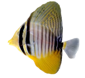 Desjardinii Sailfin Tang