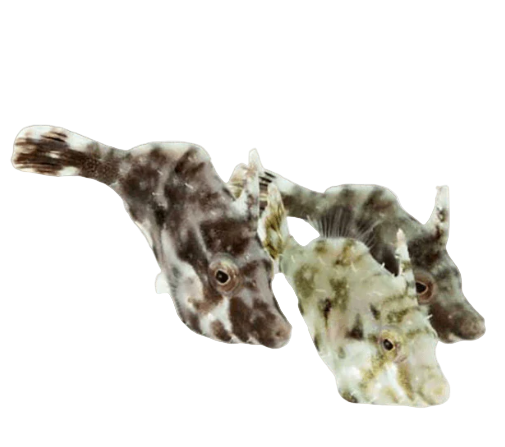 Matted Filefish
