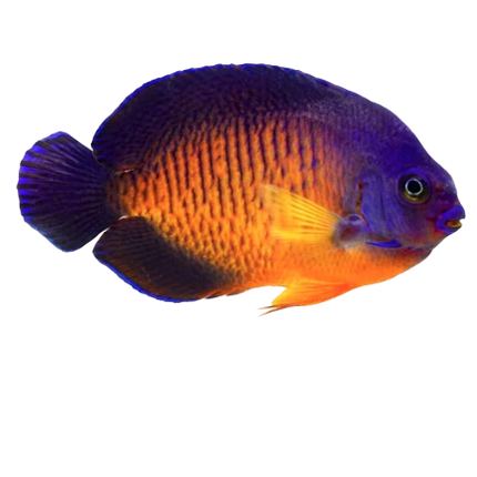 Coral Beauty Angelfish