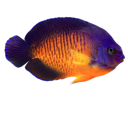 Coral Beauty Angelfish