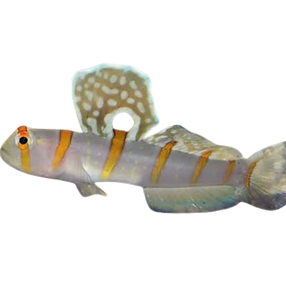 Randall's Goby