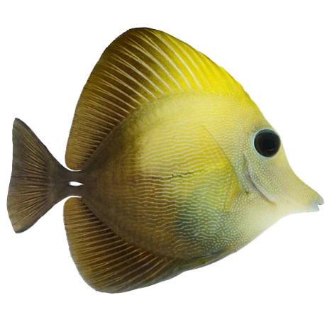 Scopas Tang