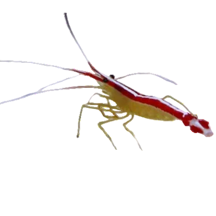 Skunk Cleaner Shrimp