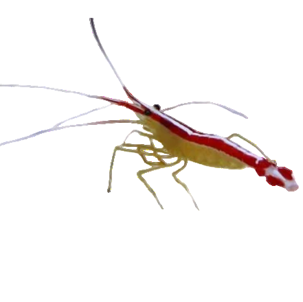 Skunk Cleaner Shrimp