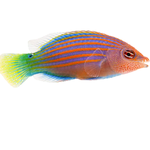 Six Line Wrasse