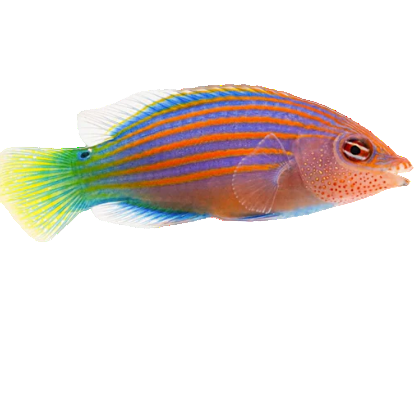 6 Line Wrasse
