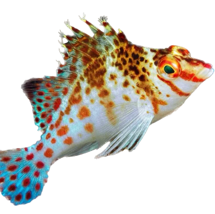 Falco Hawkfish