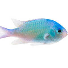 Collection image for: 30 Gallons