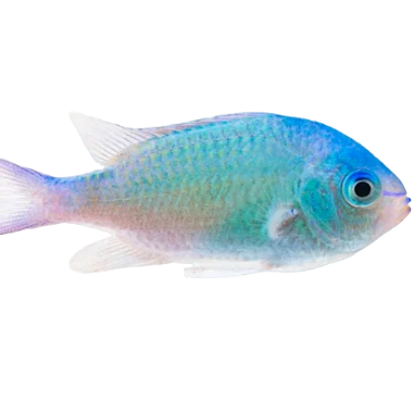 Green Chromis